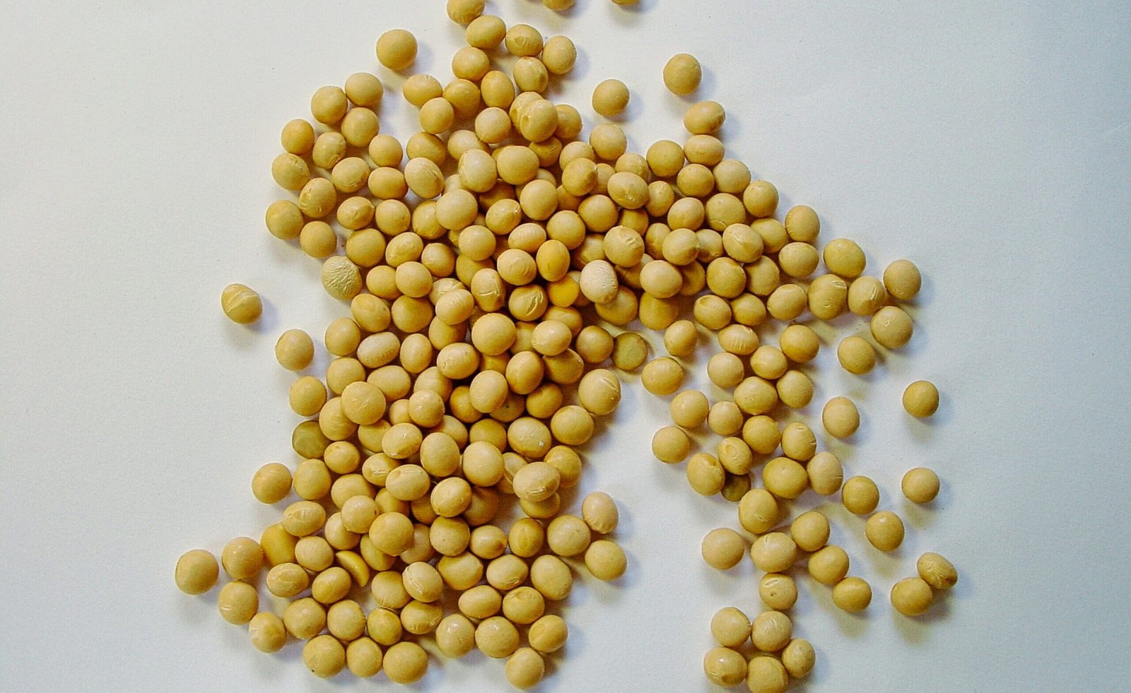 zdjęcie soi na stole