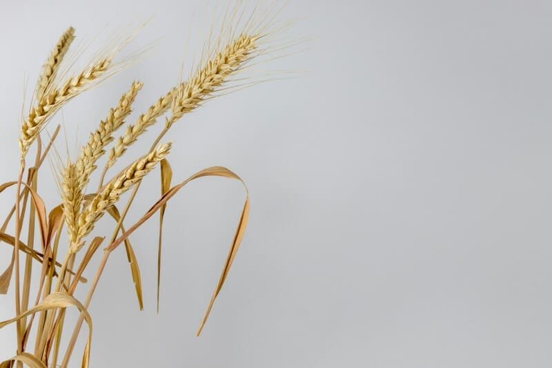 zdjęcie zboża orkiszu