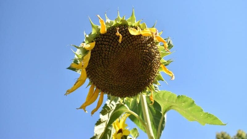 zdjęcie kwiatu słonecznika z owocami na tle niebieskiego nieba
