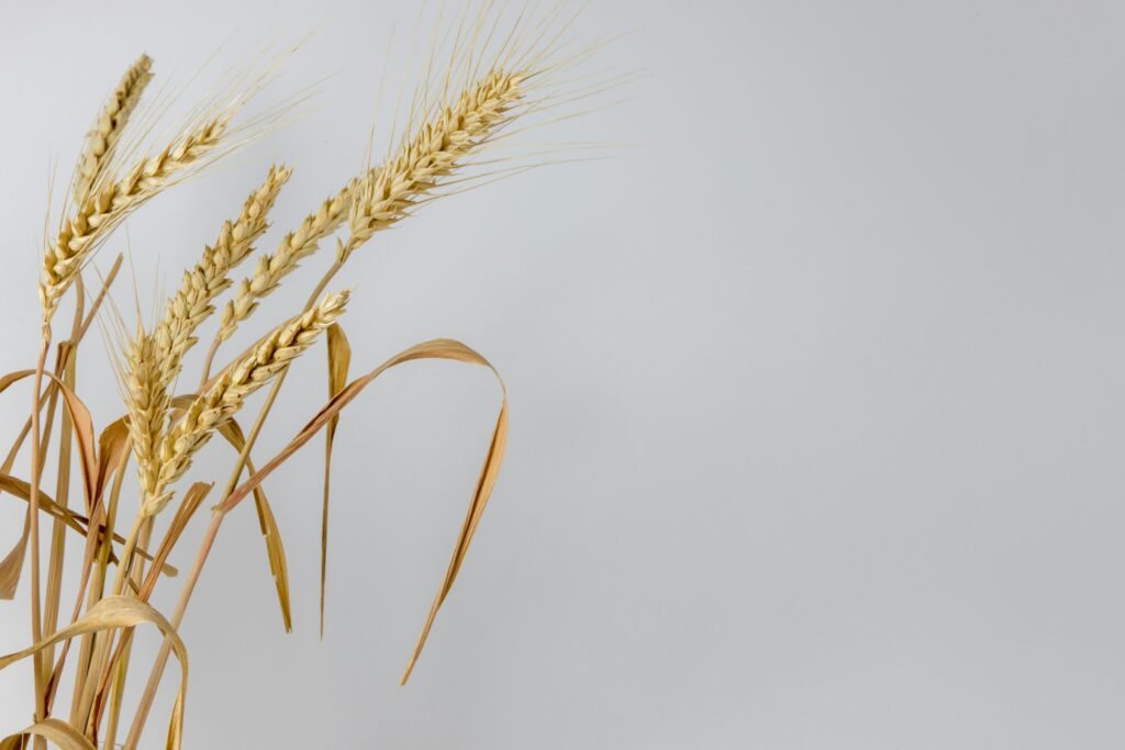 orkisz zdjęcie zboża orkiszu