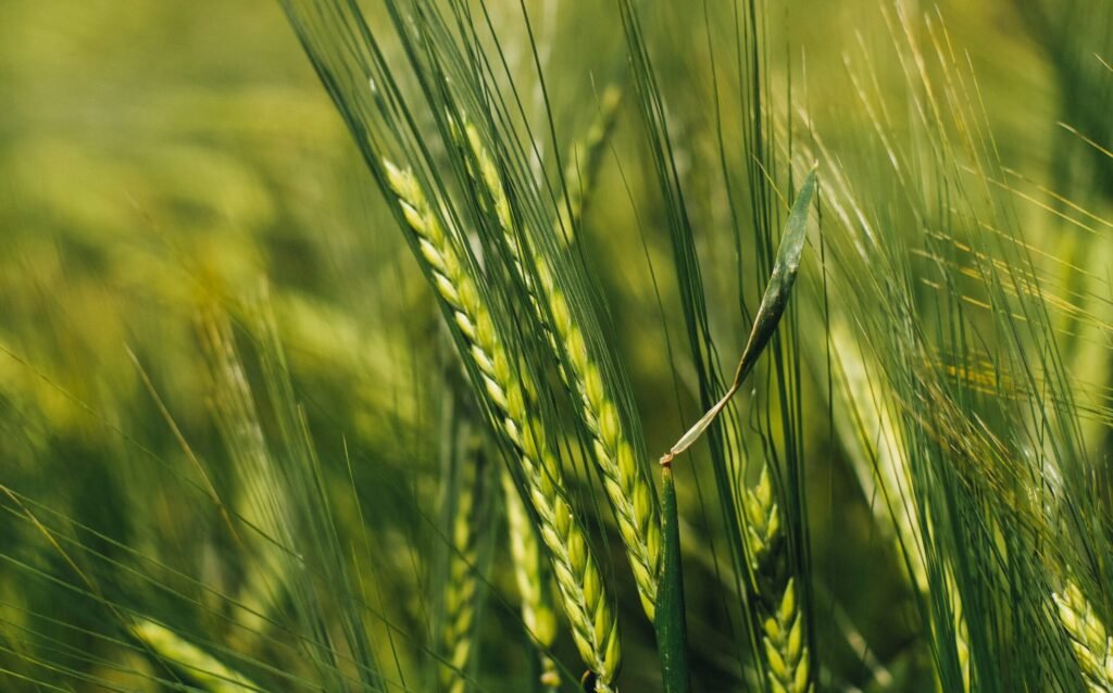 żyto zdjęcie zielonego żyta na polu